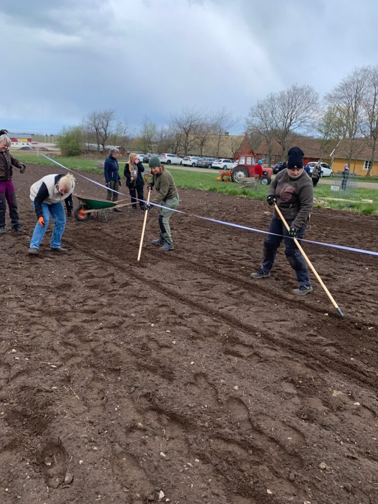 Måttband för att möta upp odlingsbäddarna. 30 stycken på arrendet. 24 april.