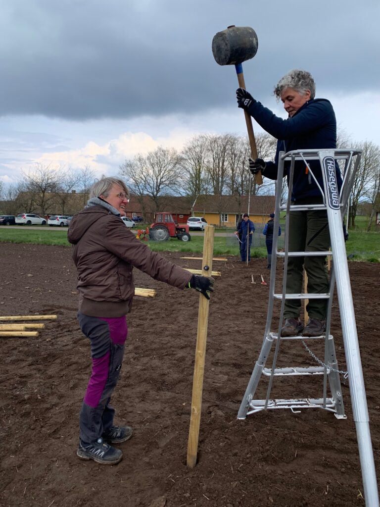 Markberedning med Akademi Båstad, den 24 april. Vi ska sätta upp stolpar och nät. Fram med stora släggan.