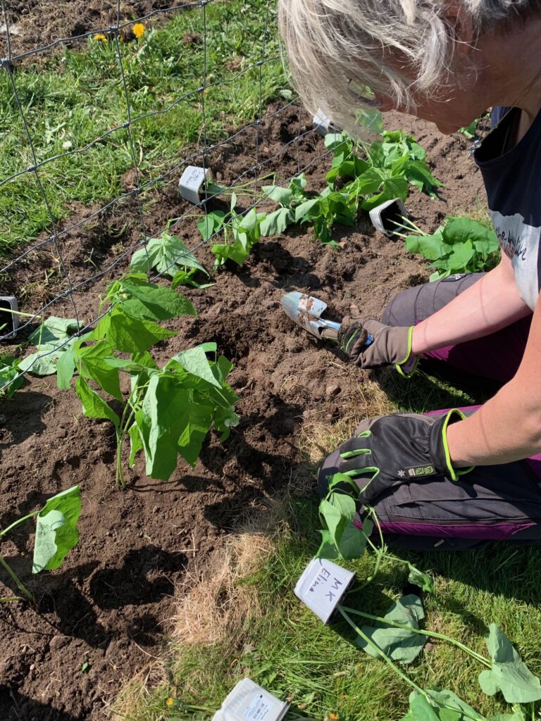 Plantera grödor från Förslövs F-klass 8 maj